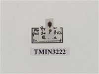 藏品(五斑廣盾瓢蟲)的圖片